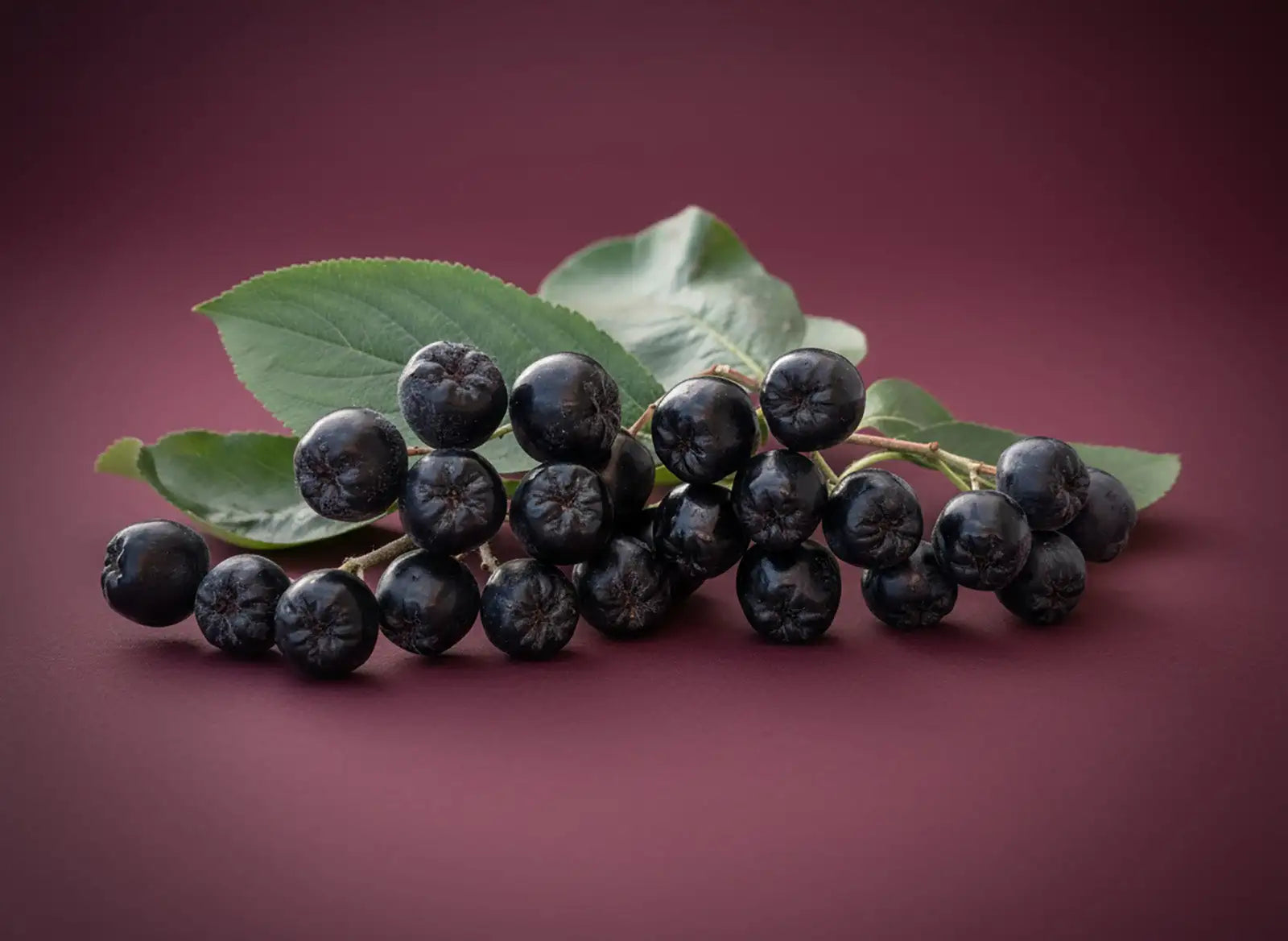 Un amas de baies noires lustrées avec quelques feuilles vertes attachées, reposant sur une surface bordeaux foncé.