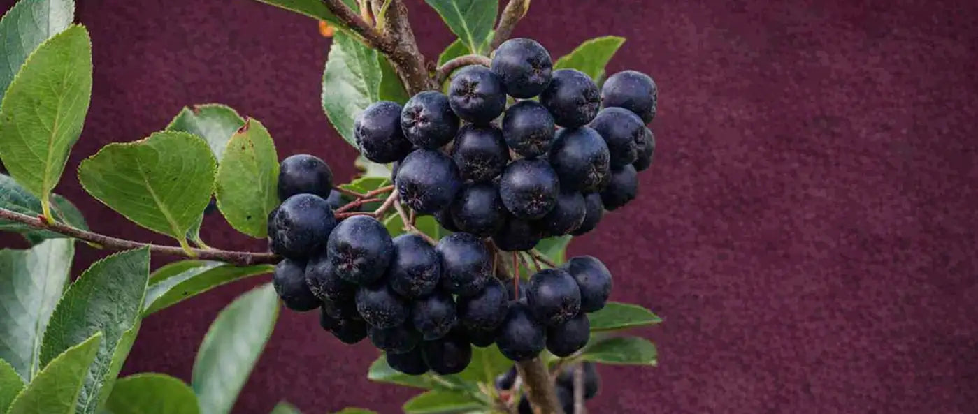 Un grappe de baies sombres pourpres, lustrées, pend d'une branche avec des feuilles vertes sur un fond marron texturé.