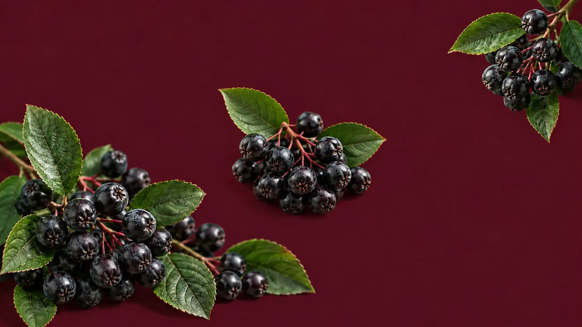 Des grappes de baies noires brillantes avec des feuilles vertes éclatantes sur des tiges élancées.