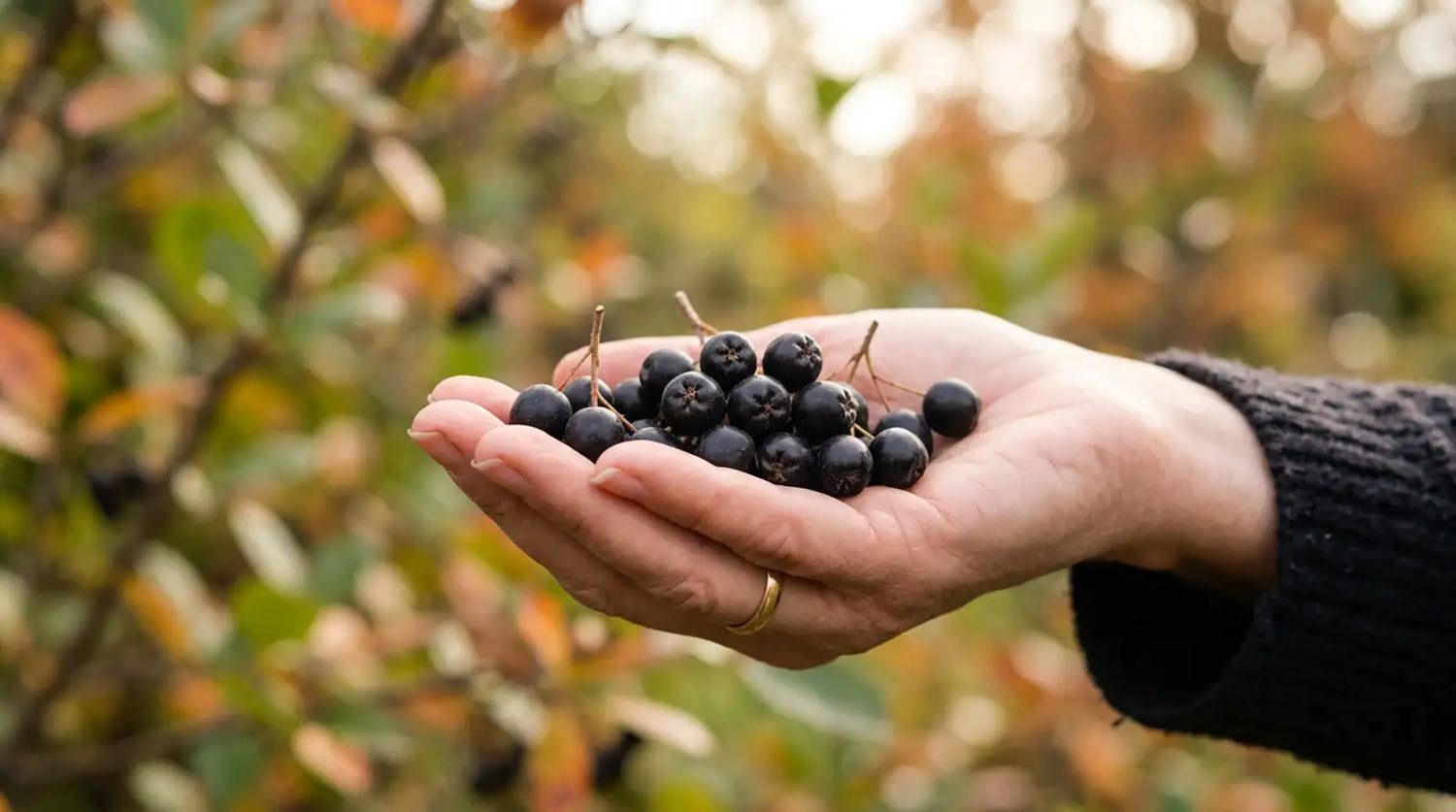Une main berce une poignée de petites baies noires lustrées à pédoncules courts.